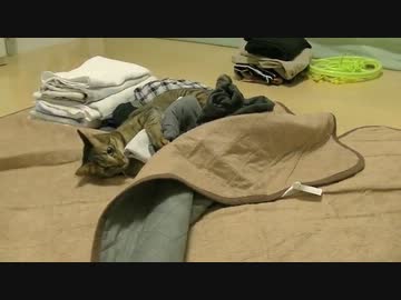 猫の八つ当たり