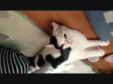 猫、掃除機に吸われる