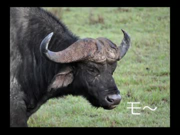 アメリカの食卓 155 バッファロー肉のハンバーグを食す！