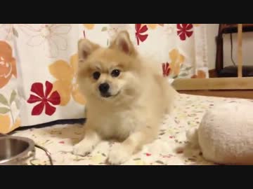 ゴハンを取ってよこせと言ってくるシバラニアン。