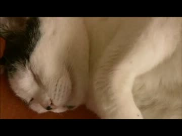 ちゃとらとはちわれ　2013ムギと弟子