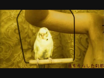 ローファイセットの「氷の涯（はて）のサンバ」