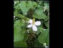 summer flavor remains 【自作曲】