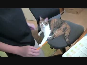 お兄ちゃんの席をうばって絶対に返さない猫