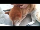 うちのワンコに新しい首輪つけてあげるよ！