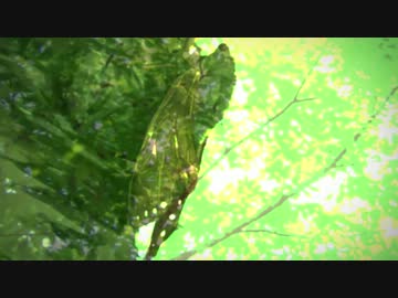 君と八月　ゆめこ ver.