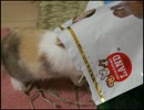 草袋に顔を突っ込む仔うさぎさん