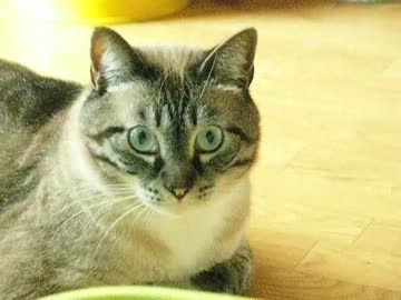 もう家猫ジャンくんワイルドも忘れないで！