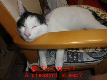猫の寝相コレクション