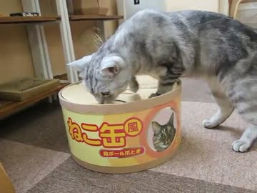 どらえもんと猫缶
