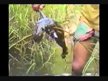 ヘビにも食われた淫夢くん.mp4