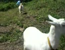 叔父さん家の山羊。