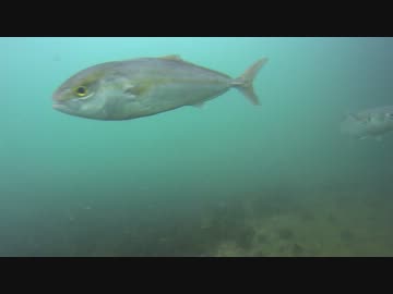 水中カメラ沈めてみた30　加太大波止　和歌山【水中映像】
