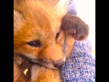 きつね村　こぎつねに会いに♪