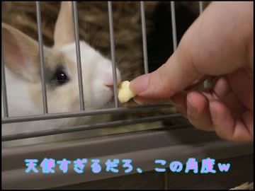 仔うさぎ用のおやつを買ってきたので、食べさせてみた。