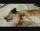 首を掻いてあげると、連動して足を高速回転させる犬