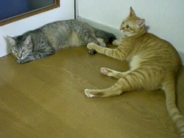 拾いねこ＠生後390目/357日目　一応アコさま13ヶ月記念日