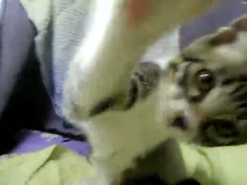 生後10週間-10　子猫にぺちぺちされたい人のための映像