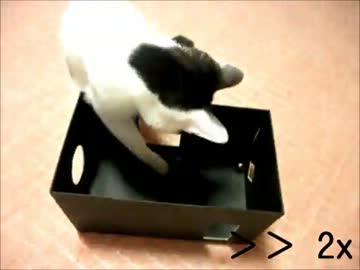 猫と箱と鈴