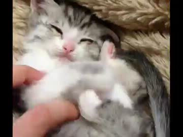 生後数ヶ月の子猫と戯れてみた