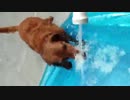 激しい水遊び