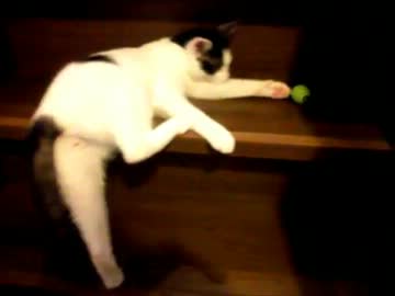 階段でボール遊びをする猫