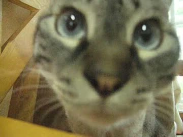 今日はジャンくんのパパのお誕生日　ジャンくん遊ぼうよ