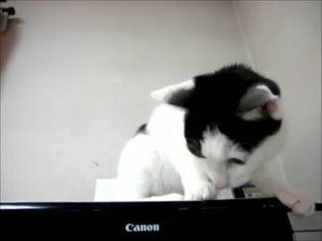 プリンターに戸惑う猫