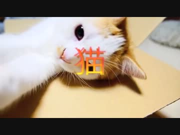 【マンチカン３兄妹】子猫VS格闘ロボ