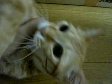 拾いねこ＠生後391目/358日目　1年前を思うと、変わらない日々が有難い