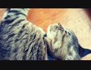 【初！】ぐったりお昼寝中でした【ぬこ動画】