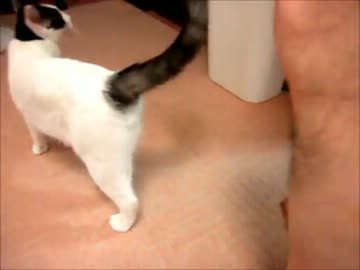 早く服を着てとうったえる猫