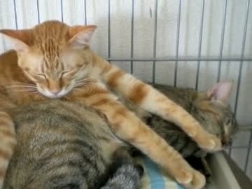 拾いねこ＠生後392目/359日目　プロデューサーさん8月ですよ、8月！