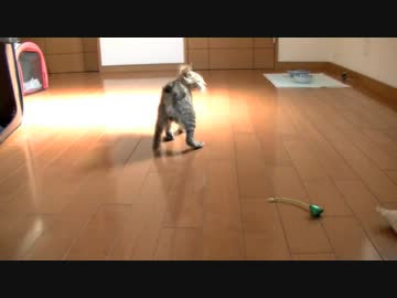 くるねこ大和　20130801　胡次郎ぱたぱた