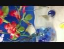 trim.2khDd5.MOV ようこそ鳥取かにっこ館へ 2013 8 1 木曜日