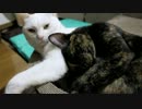 めいが大好きなたれめ