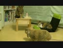 猫とうさぎでうだうだ