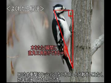 ゆっくり動物雑学「キツツキが脳震盪を起こさない理由は…」