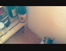 【ぬこ動画】活発な猫たん【ぬこ動画Part2】