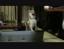 【柴犬】ボールキャッチしばきゅあ【もこ太】