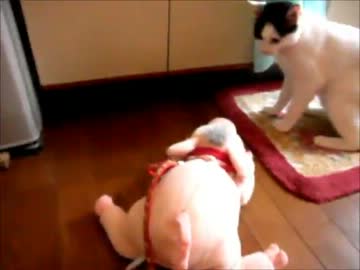 猫VSベイブのぬいぐるみ