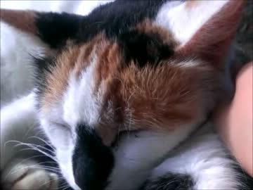 野良にゃんこと戯れてきた。その1
