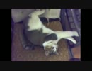 豪快な寝相で寝る猫