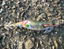 イカ釣りに行こう☆３