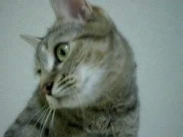 拾いねこ＠生後393目/360日目　月音12ヶ月記念日～。