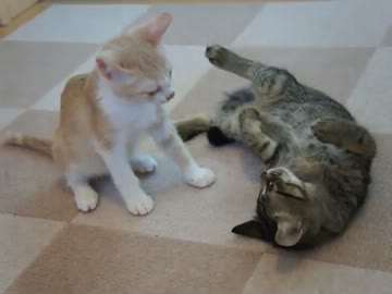 こねこ、はじめました　その2