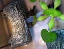クサガメのピエール その2