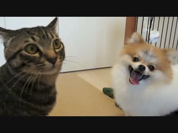 ぐりちぇる動画＊18＊犬猫の激しいバトル（猫＞＞＞犬）