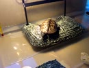 クサガメのピエール　その３