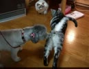【レオ★ララ】 犬好きな猫